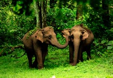 Munnar, Munnar Tourism photos, munnar tour destinations, Munnar Tour Packages, Munnar Trip, Kerala Tour Packages